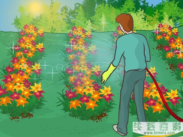 怎么分栽黄花菜
