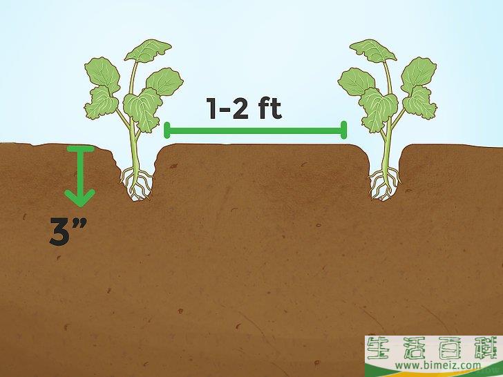 怎么种植西兰花