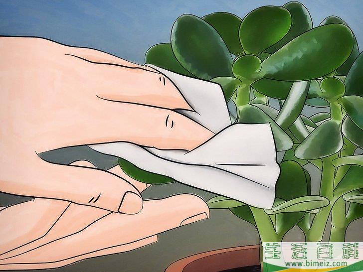 怎么种植翡翠木
