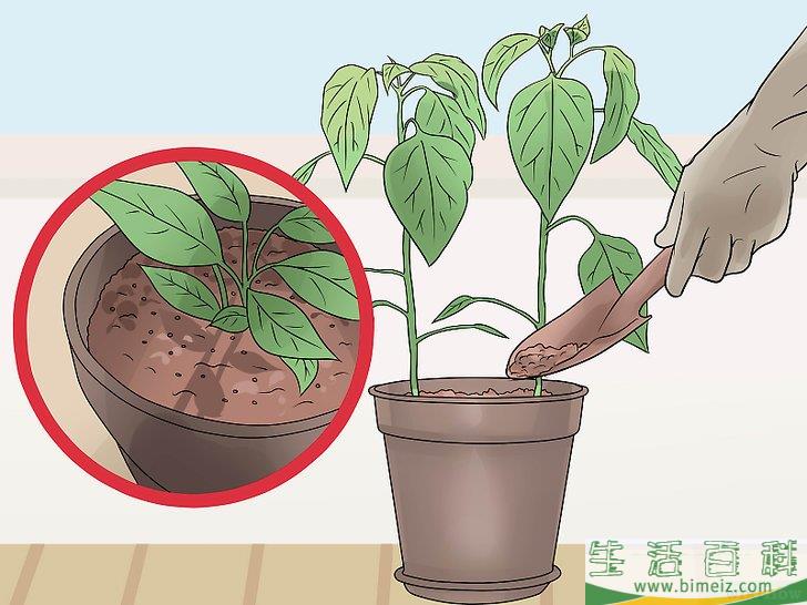 怎么照料植物