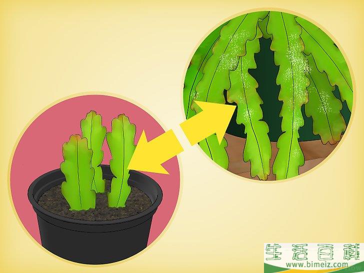 怎么种植昙花仙人掌