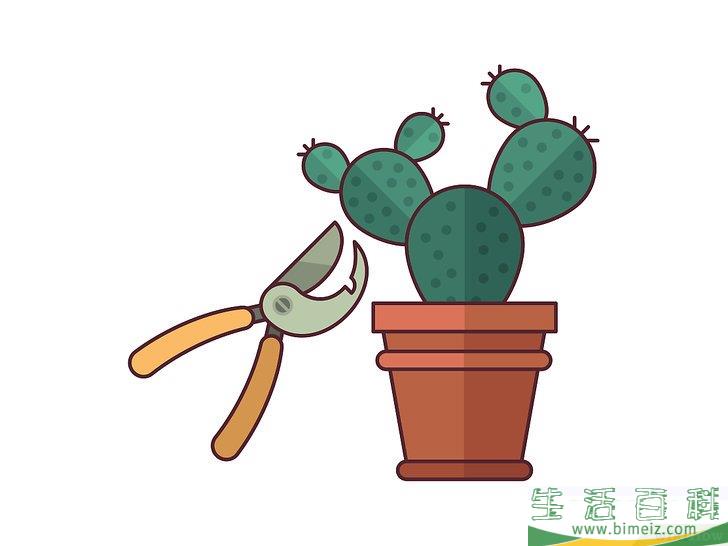 怎么在室内种植仙人掌