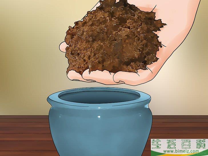 怎么在室内栽培竹子