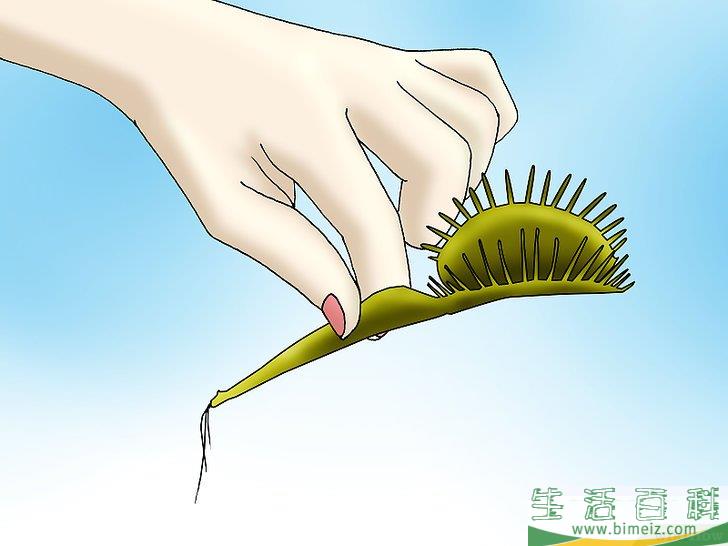 怎么种植捕蝇草