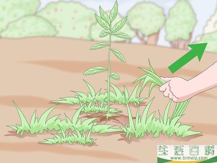 怎么种植檀香树
