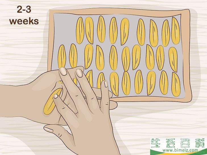 怎么干燥向日葵