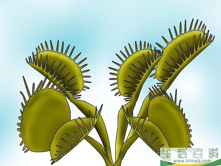 怎么种植捕蝇草