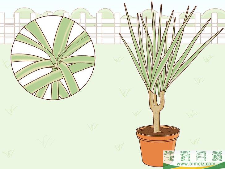 怎么养护马达加斯加龙血树