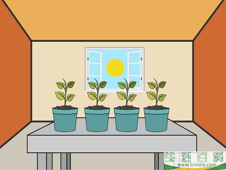 怎么用种子培植辣椒