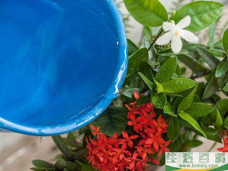 怎么制作花卉工艺品