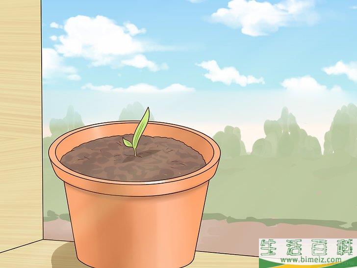怎么从枣核开始培植椰枣树