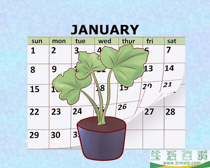 怎么种植西葫芦