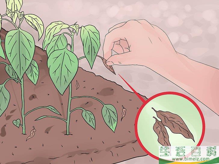 怎么照料植物
