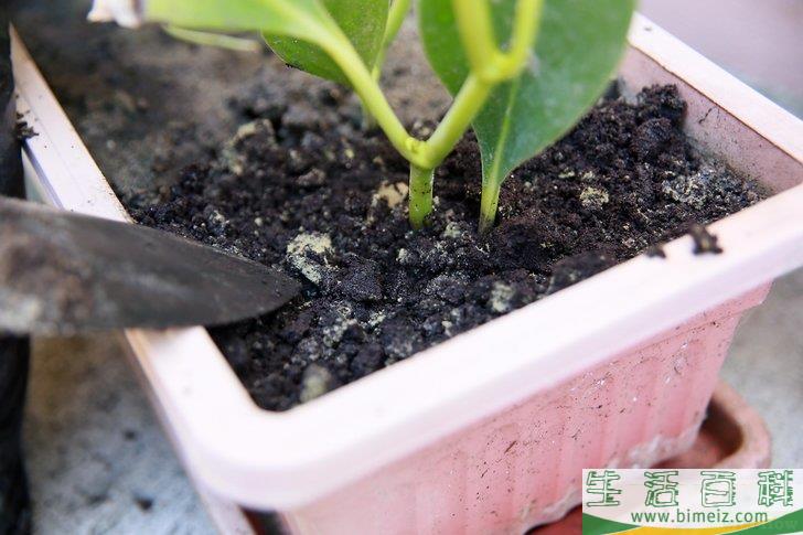 怎么挽救浇了太多水的植物