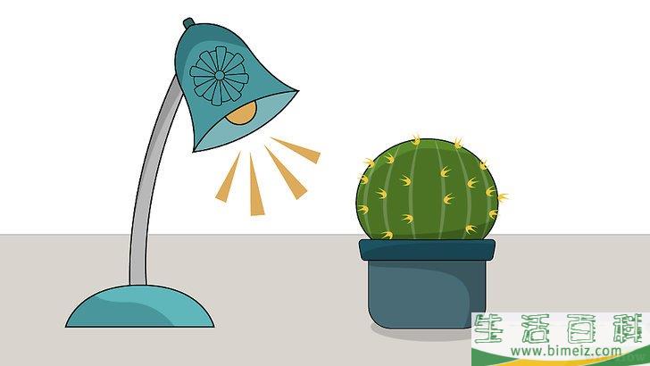 怎么种植室内盆栽