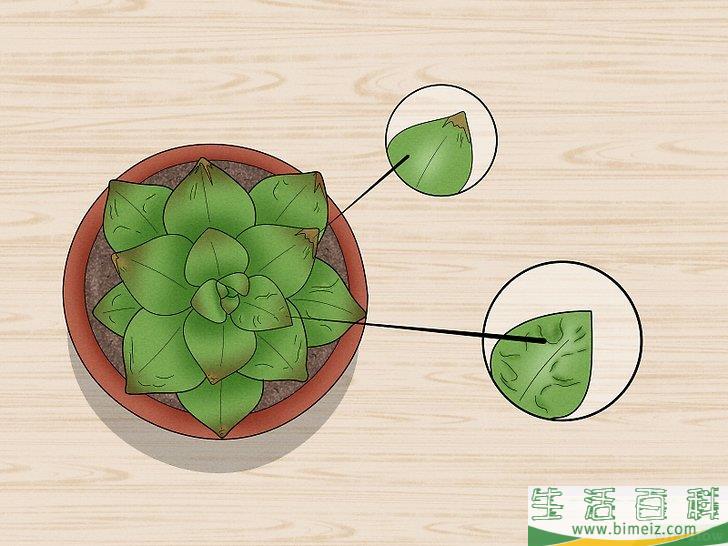 怎么给多肉植物浇水