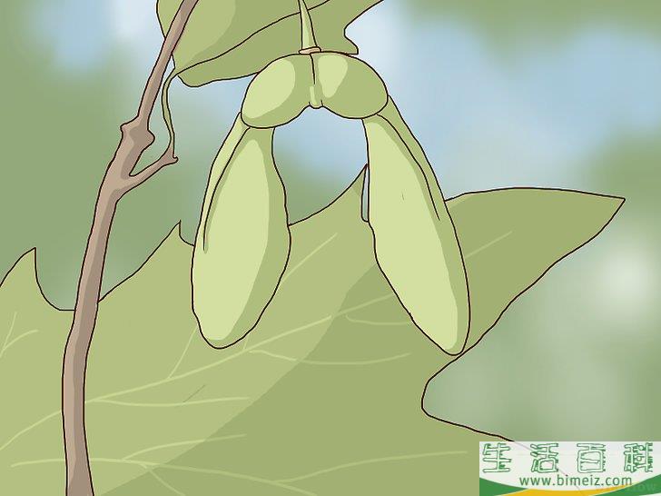 怎么辨认糖槭树
