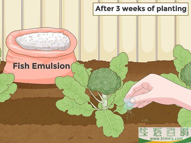 怎么种植西兰花