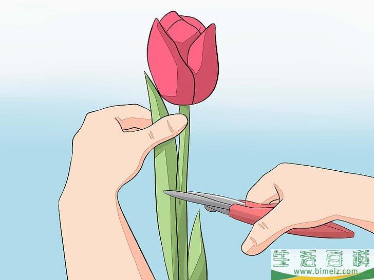 怎么照顾郁金香