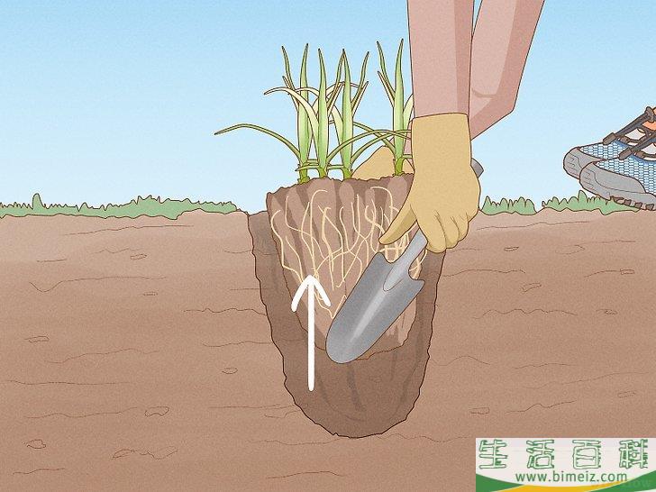 怎么除去莎草