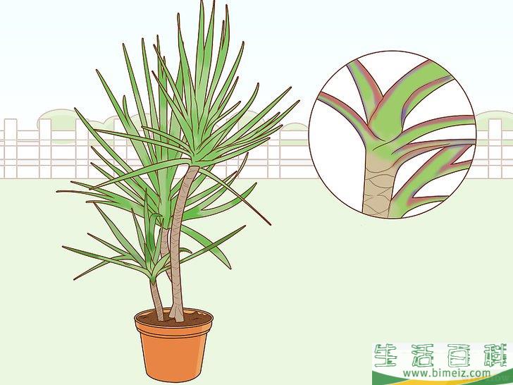 怎么养护马达加斯加龙血树