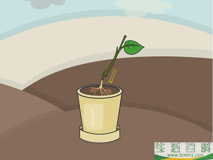 怎么在室内种植柠檬树