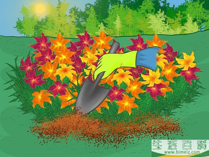 怎么分栽黄花菜