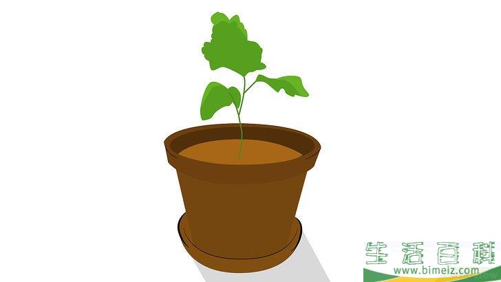 怎么在花盆里种植向日葵