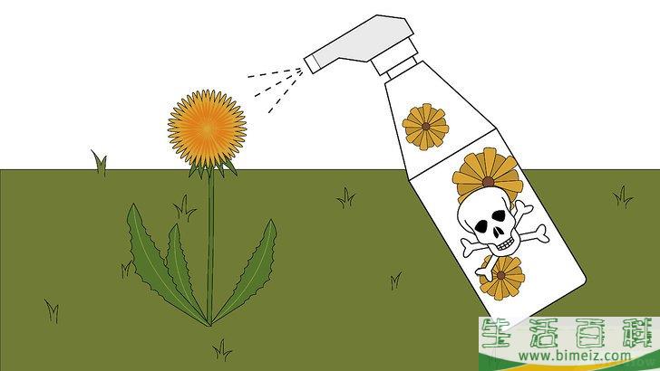 怎么除去草坪上的蒲公英