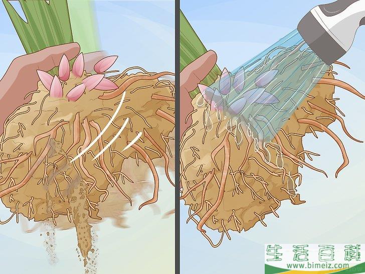 怎么分栽牡丹