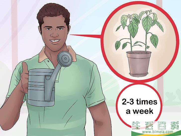 怎么照料植物