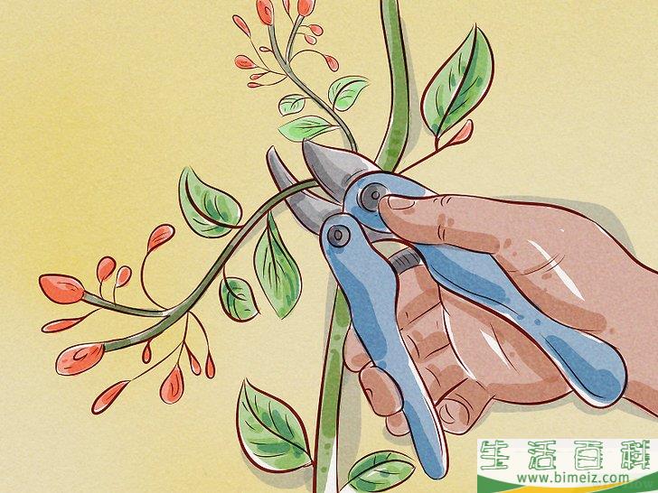 怎么给锦带花修枝