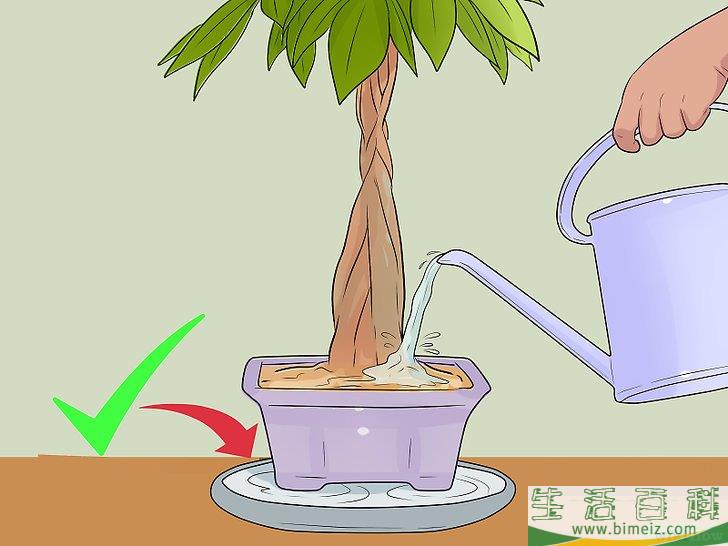怎么照料招财树