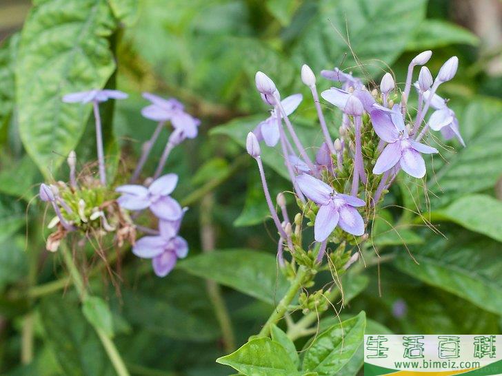 怎么制作花卉工艺品