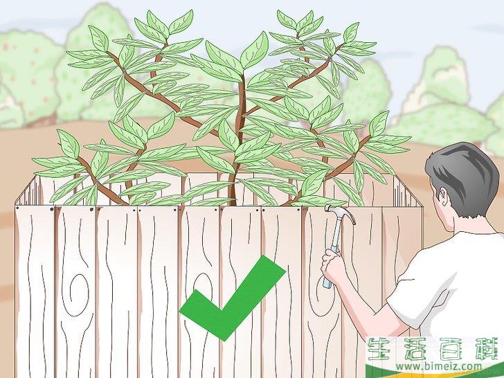 怎么种植檀香树