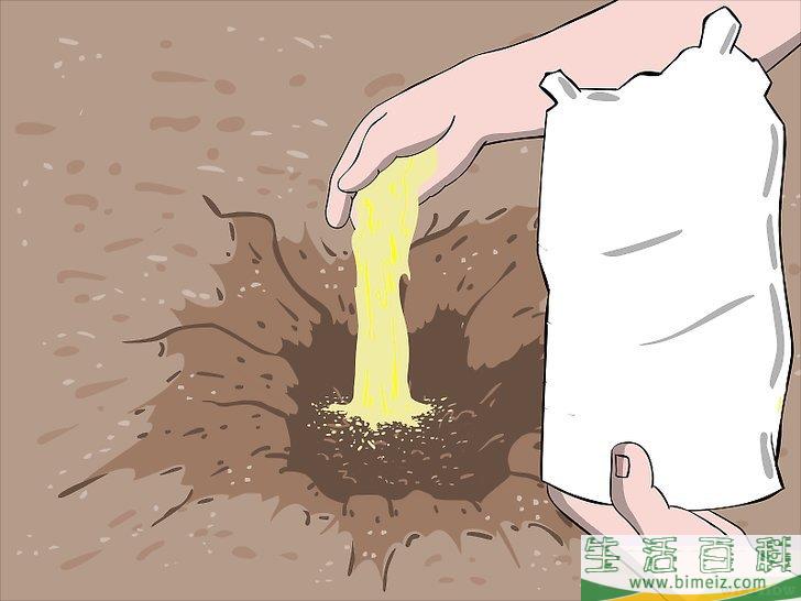 怎么种植树莓