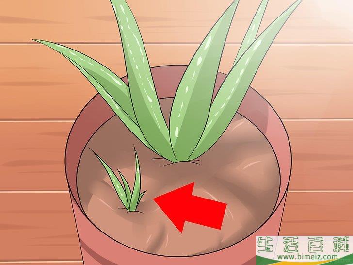 怎么培育芦荟