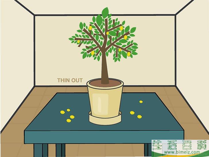 怎么在室内种植柠檬树