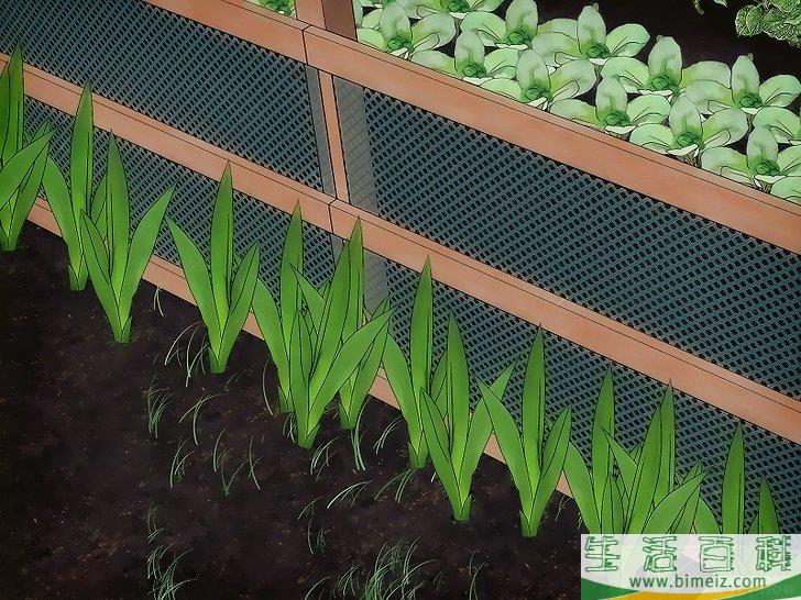 怎么让动物远离你的菜园