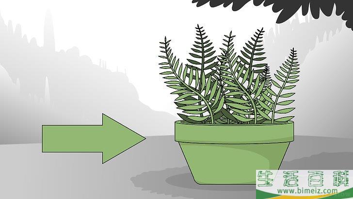 怎么养护蕨类植物