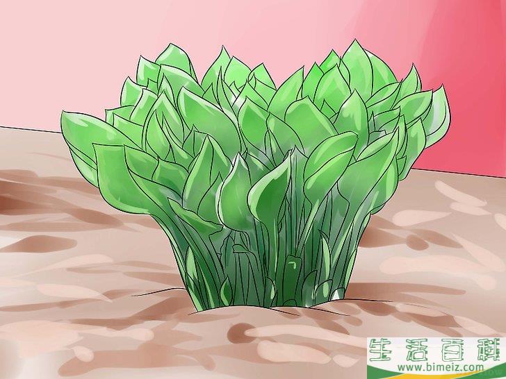 怎么照料玉簪花