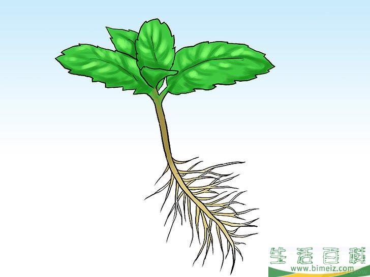 怎么在花盆里种植薄荷