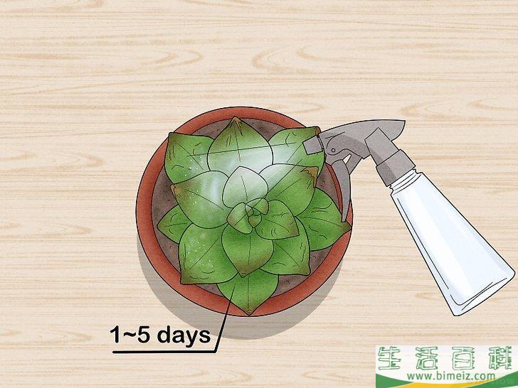 怎么给多肉植物浇水