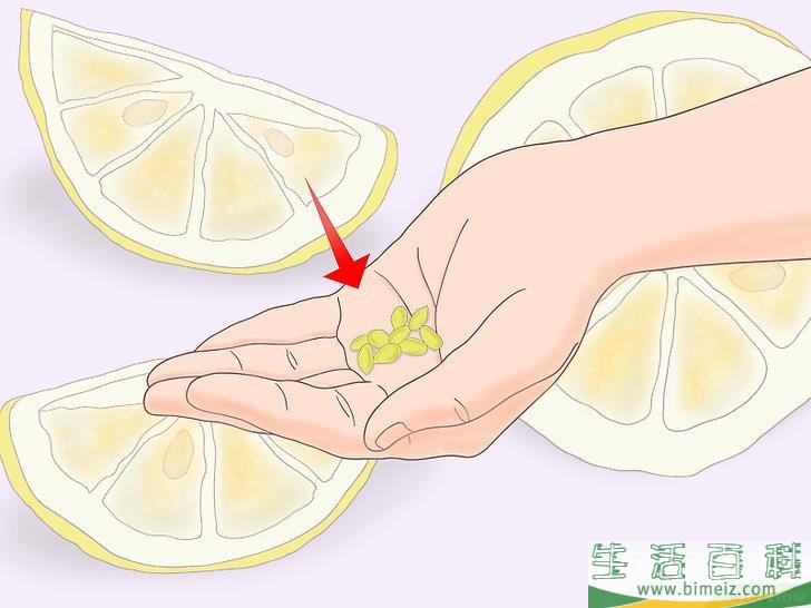 怎么从种子开始种植柠檬