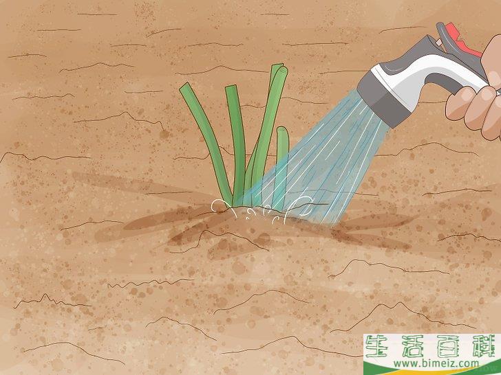 怎么分栽牡丹