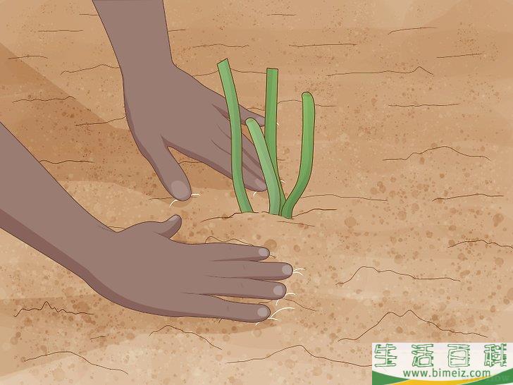 怎么分栽牡丹