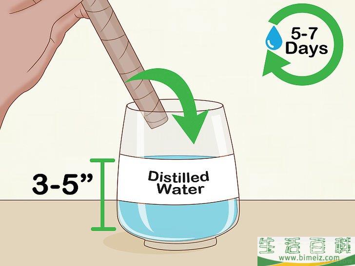 怎么养护马达加斯加龙血树