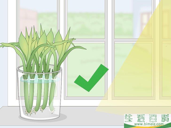 怎么繁殖富贵竹