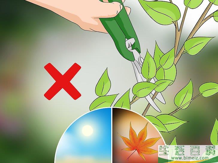 怎么修剪紫丁香