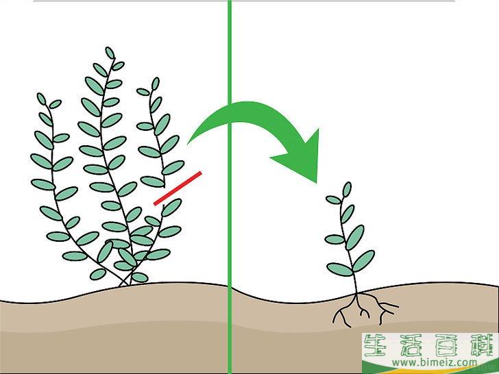 怎么种植淡水水族箱植物